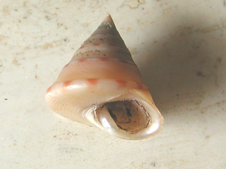 Esemplari famiglia Trochidae